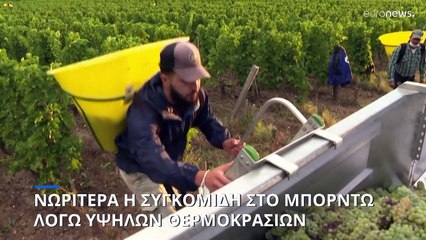 Γαλλία: Οι υψηλές θερμοκρασίες έφεραν νωρίτερα φέτος τον τρύγο στην διάσημη περιοχή του Μπορντώ