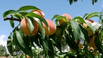 Research to adapt GA peaches to changing climate