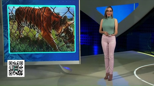 Felinos del refugio Black Jaguar-White Tiger ya están en Querétaro