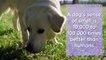 Fun Facts about Pooches