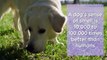 Fun Facts about Pooches
