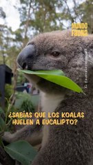 ¿Sabías que los koalas huelen a eucalipto?