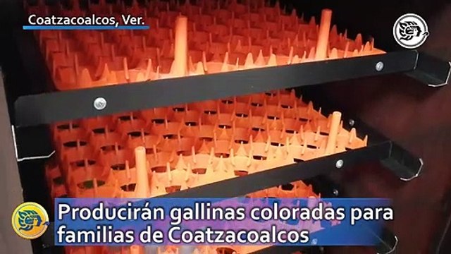 Producirán gallinas coloradas para familias de Coatzacoalcos