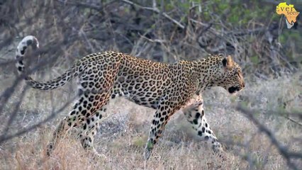 UNKNOWN male LION still around in Pondoro area