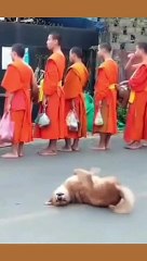 funny videos of stars dancing with music