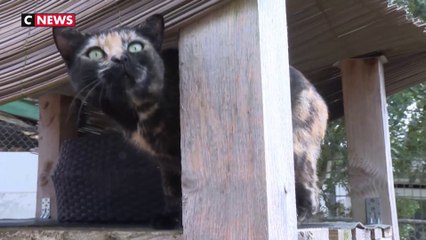 Les places manquent à la SPA