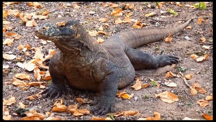 BELUM PUNAH [Ternyata Masih hidup sampai sekarang]