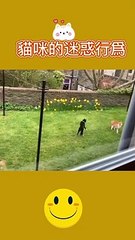 funny videos of cats about their cool stunts in public