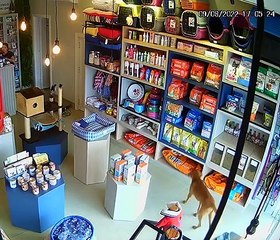 Stray Dog Snags Bone From Veterinary Clinic