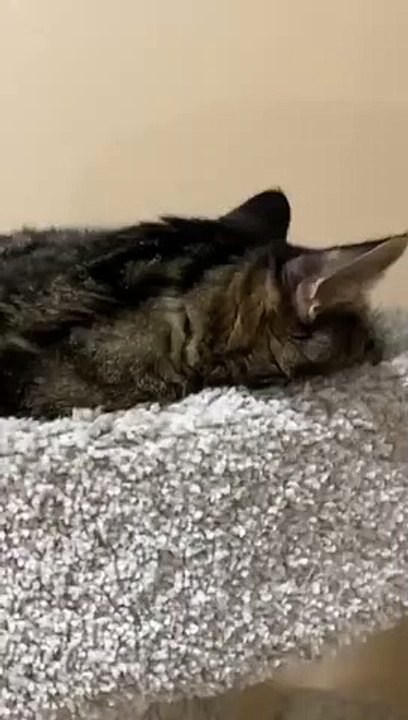 Talking cat.