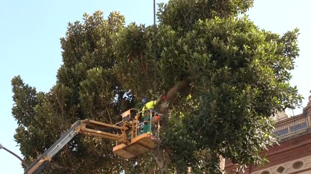 El barrio sevillano de Triana se resiste a la tala de su ficus centenario