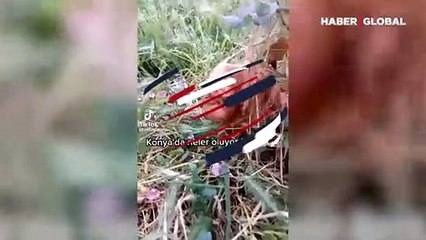 Konya'da görülen değişik hayvan Türkiye'nin gündemine oturdu!