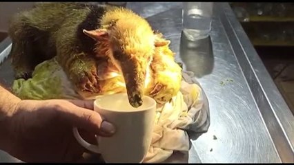 Los bomberos rescatan a un oso hormiguero en un incendio en Bolivia