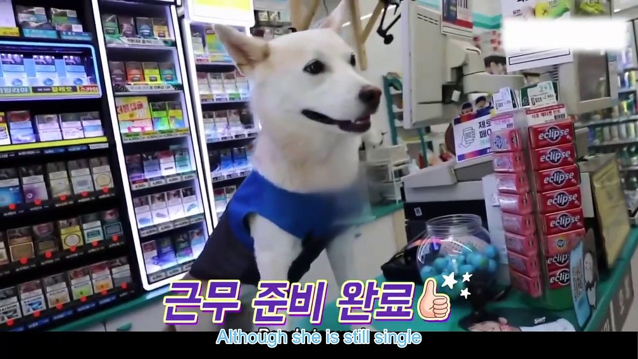The dog makes money, wears sunglasses every day,  becomes a superstar-dog videos funny