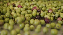 Olive oil prices might soon rise because of this