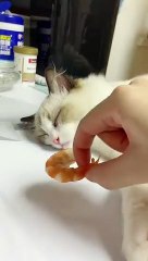 Kedinin rüyası gerçek oldu