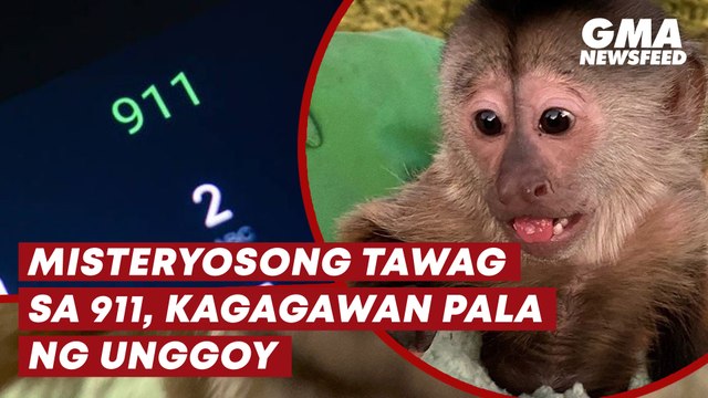 Misteryosong tawag sa 911, kagagawan pala ng unggoy?! | GMA News Feed