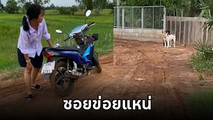 2 นักเรียนขี่ จยย. กลับบ้าน เจอหมาเป็นด่านทดสอบ ทั้งลุ้นทั้งฮา จะได้กลับไหมไปดู...
