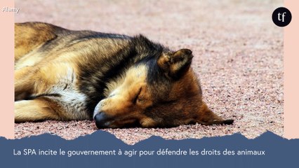 La SPA incite le gouvernement à agir pour défendre les droits des animaux