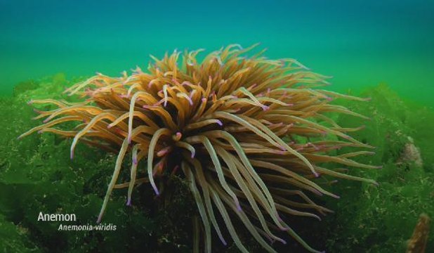 Balıkesir haber... MARMARA DENİZİ'NDE KORUMA ÇALIŞMALARI SONUÇ VERDİ; BİYOÇEŞİTLİLİKTE ARTIŞ VAR
