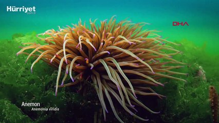 Marmara Denizi'nde koruma çalışmaları sonuç verdi: Biyoçeşitlilikte artış var