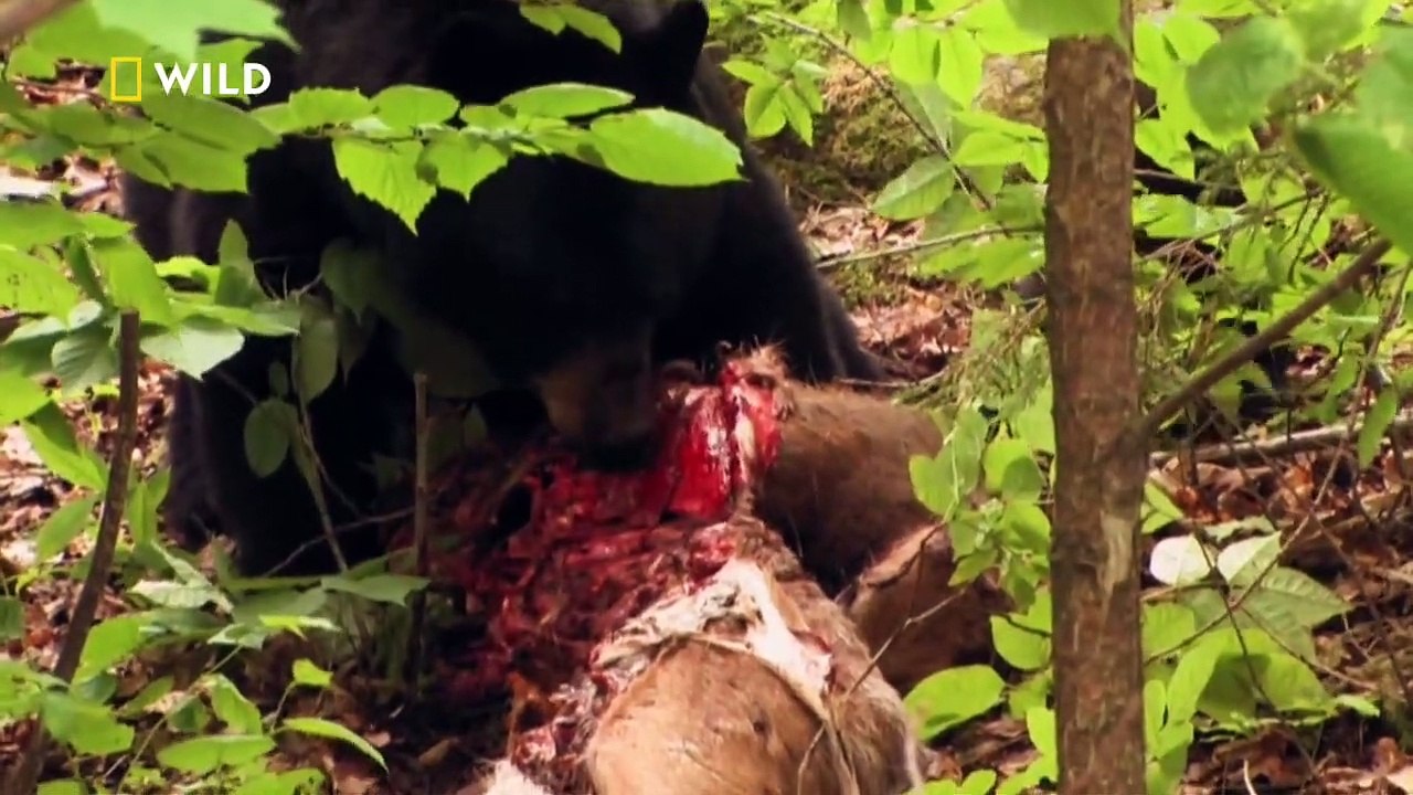 Raubtiere auf Angriff Staffel 1 Folge 3 HD Deutsch