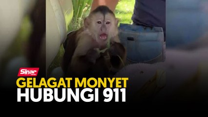 Gelagat monyet hubungi 911