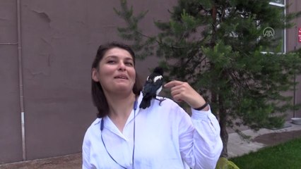 İyileştirdiği karga yalnız kalmasın diye mesaiye getiriyor