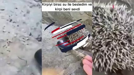 Bu kirpi genç kızı her gün ziyaret ediyor! Yürekleri ısıtan dostluk hikayesi kamerada