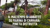 Il maltempo si abbatte su Marina di Carrara: pineta distrutta