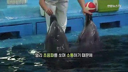 [세로뉴스] 관심 높아진 남방큰돌고래…"멀리서 봐주세요"