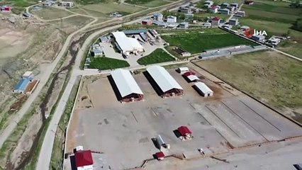 Van’da şap hastalığı: Canlı hayvan pazarı kapatıldı