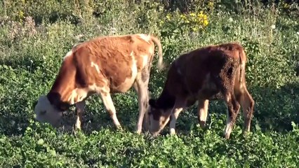 Van'da 1200 büyükbaş hayvana suni tohumlama yapıldı