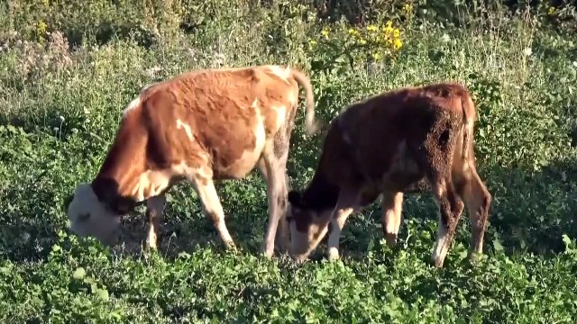 Van'da 1200 büyükbaş hayvana suni tohumlama yapıldı