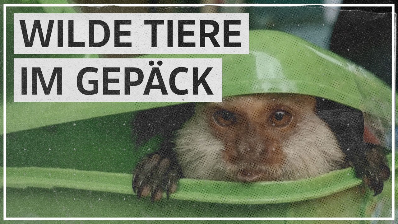 Thailand: Tierschmuggler mit Affe und Python festgenommen