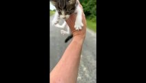 I tried to rescue the cat...