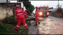 Mais uma queda de árvore é registrada em Cascavel mobilizando Corpo de Bombeiros