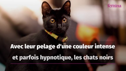 Journée internationale du chat noir : d'où viennent les superstitions autour de ces bêtes ?