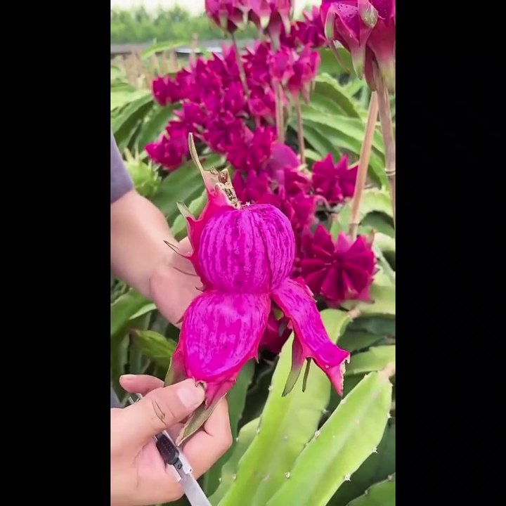 Beautiful fruit eat | favorite fruits | eat teste | guava fruit | Lovely Fruits | Fruits video india | india fruits | garden india | india farm | Farm video | Farm | 2022