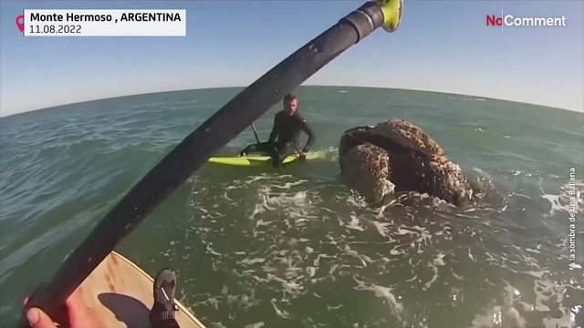 Deux Argentins se retrouvent nez-à-nez avec 12 baleines lors d'une balade en paddle