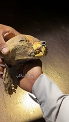 مواطنون سعوديون يكتشفون رفاة لـ"الفهد الصياد" في أحد الكهوف