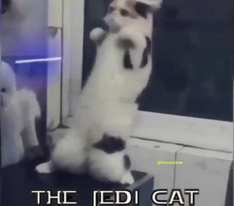 Cats play