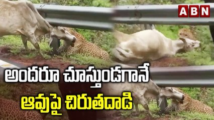 అందరూ చూస్తుండగానే ఆవుపై చిరుతదాడి || ABN DIGITAL