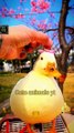 Are You So Beautiful Cute Duck Animals _ Cute Pie animals Videos 2022