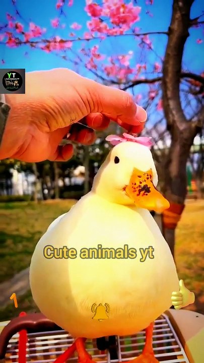 Are You So Beautiful Cute Duck Animals _ Cute Pie animals Videos 2022