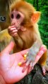 How Beautifully The Baby Monkey Is Eating Corn _ Cute Little Monkeys Animals Videos #shorts #animals