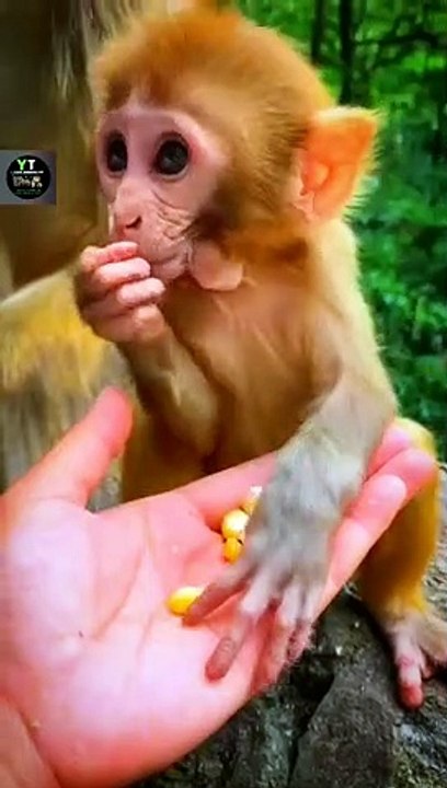 How Beautifully The Baby Monkey Is Eating Corn _ Cute Little Monkeys Animals Videos #shorts #animals