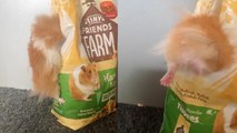'Naughty hamster gets caught trying to steal food '