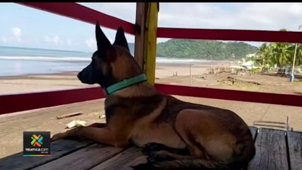 tn7-tacoa-perro-guardavidas-180822