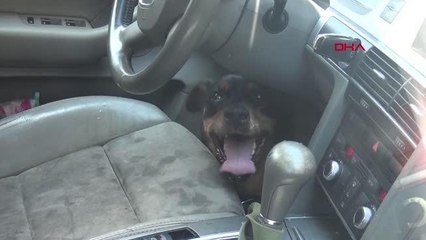 Son dakika haberleri... UKRAYNALI ÇİFTİN OTOMOBİLDE BIRAKTIĞI KÖPEK, HAVASIZLIKTAN ÖLDÜ